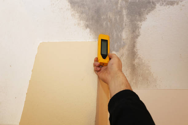 Best Crawl Space Mold Remediation  in Dollar Bay, MI