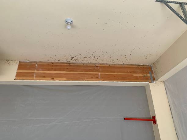 Best Asbestos and Lead Testing During Mold Inspection  in Dollar Bay, MI