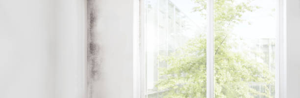 Best HVAC Mold Inspection and Cleaning  in Dollar Bay, MI