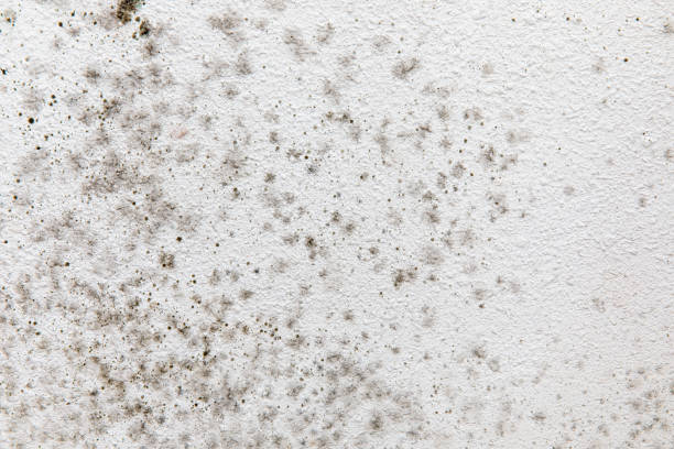 Best Mold Documentation for Insurance Claims  in Dollar Bay, MI