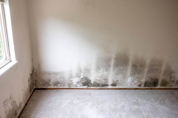 Best Post-Remediation Verification Testing  in Dollar Bay, MI