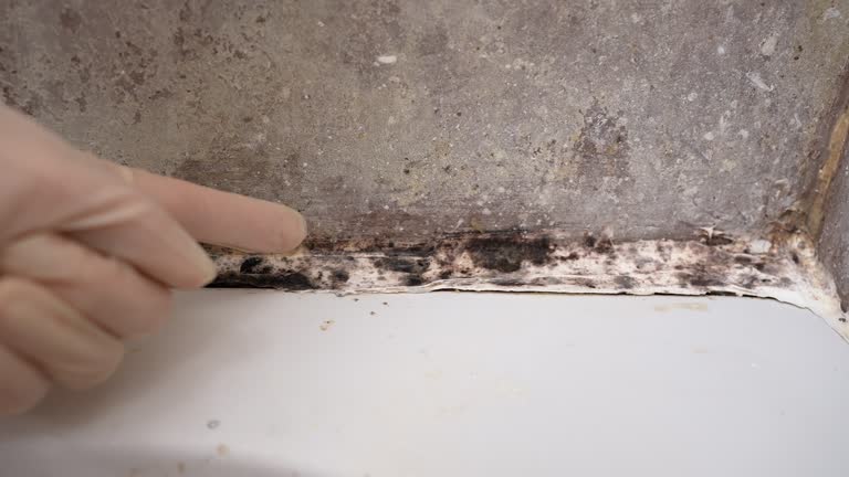 Best Mold Remediation for Vacation Homes  in Dollar Bay, MI