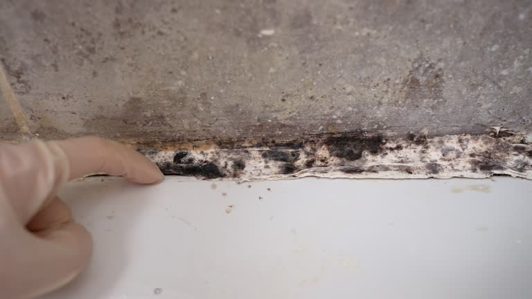 Trusted Dollar Bay, MI Mold Removal Experts