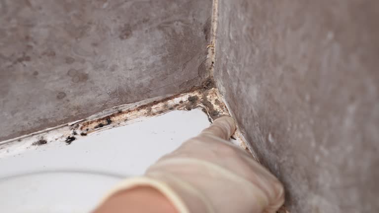 Best Mold Prevention Services  in Dollar Bay, MI